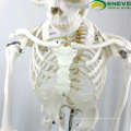 SKELETON01-1 (12361-1) медицинские науки гибкая жизнь-Размер скелет 170см медицинский анатомический скелет модели